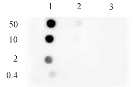 Histone H3K9me1 antibody (mAb) tested by dot blot analysis.
