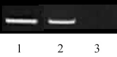Histone H3K9me2 antibody (mAb) Histone H3K9me2 antibody (mAb)