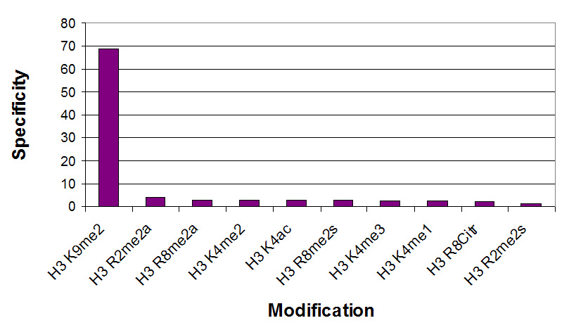 Histone H3 dimethyl Lys9 antibody specificity tested by peptide array analysis.