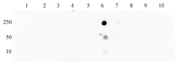 Histone H3K27ac antibody (mAb) tested by dot blot analysis.