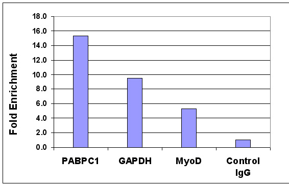 Histone H4K5ac antibody (pAb) tested by ChIP.