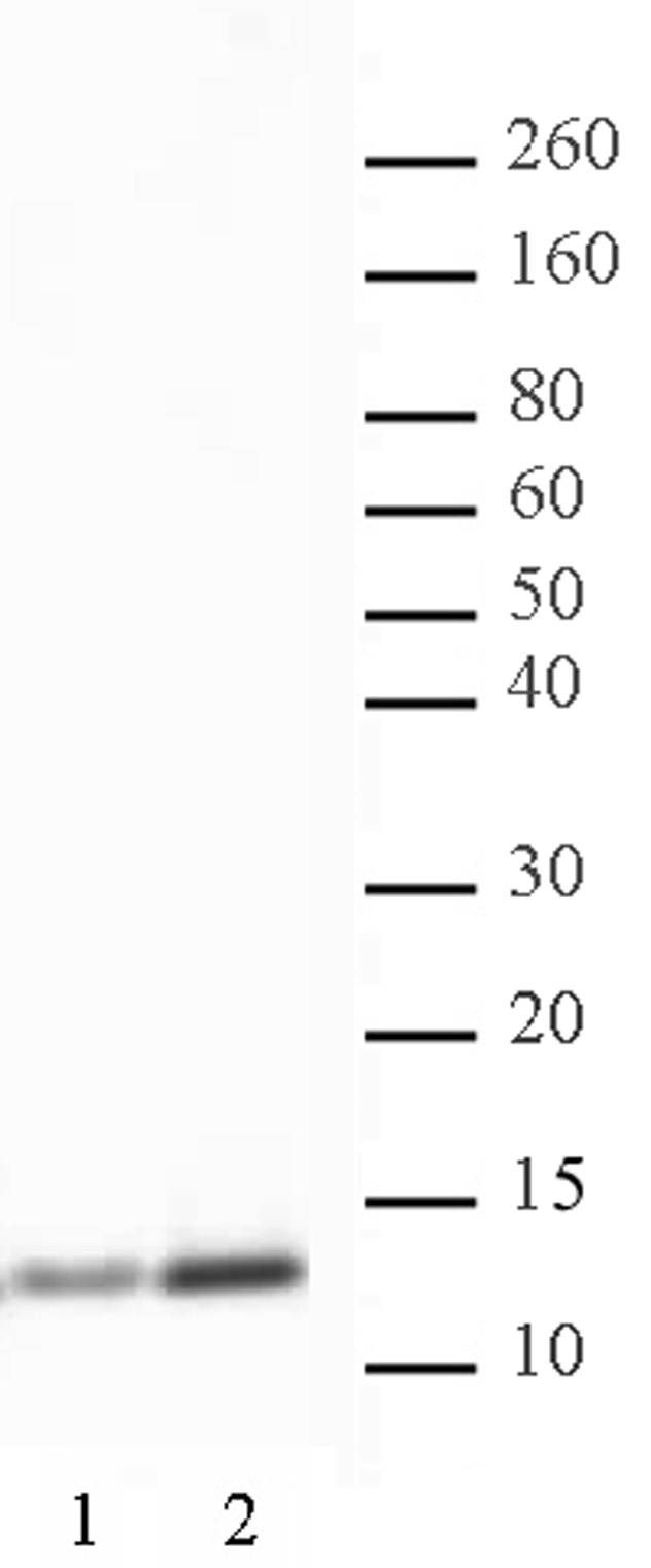 Histone H4K5ac antibody (pAb) tested by Western blot.