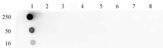 Histone H4K5ac antibody (pAb) tested by dot blot analysis.