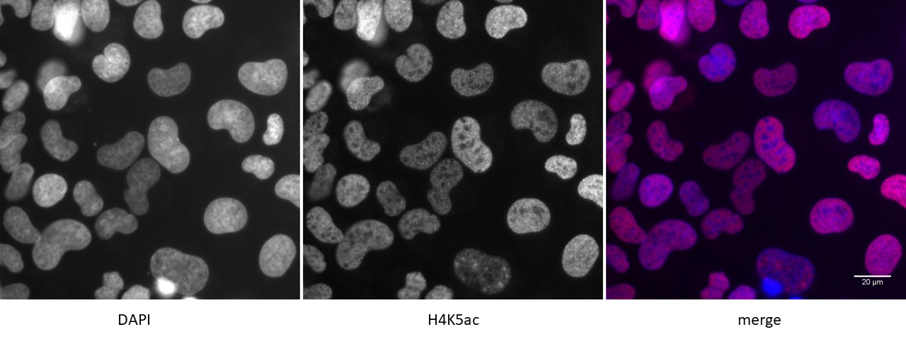 Histone H4K5ac antibody (pAb) tested by immunofluorescence.
