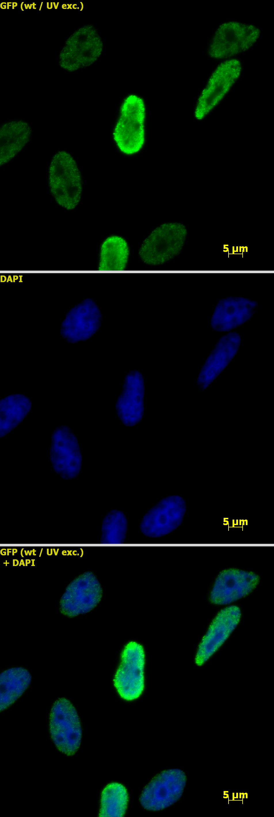 Histone H4K20me1 antibody (mAb) tested by immunofluorescence.