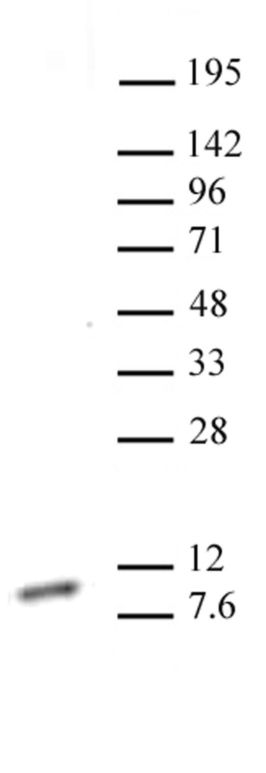 Histone H4K20me1 antibody (mAb) tested by Western blot.