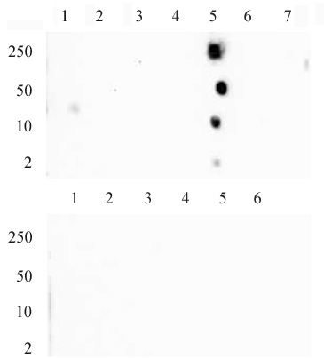 Histone H4K20me1 antibody (mAb) tested by dot blot analysis.