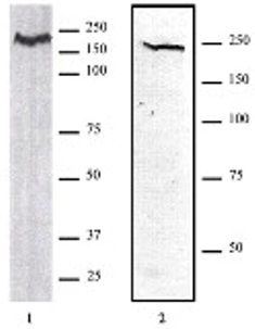 CHD1 antibody (pAb) tested by Western blot.