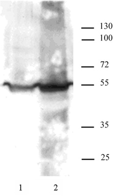 KLF4 antibody (pAb) tested by Western blot.