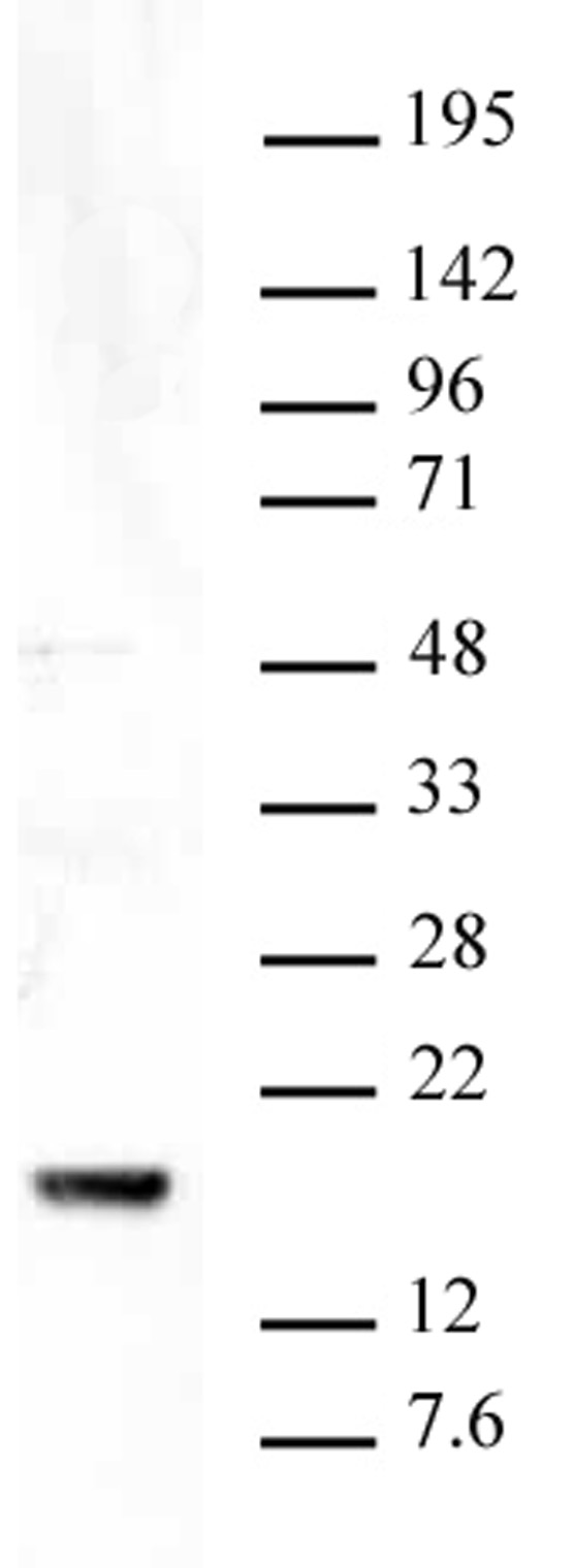 Histone H3K9me3 antibody (pAb) tested by Western blot.