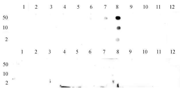 Histone H3K9me3 antibody (pAb) tested by dot blot analysis.