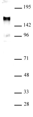 EuHMT1 antibody (pAb) tested by Western blot.