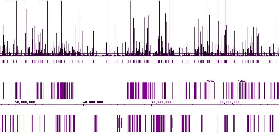 Androgen Receptor antibody (pAb) tested by ChIP-Seq.