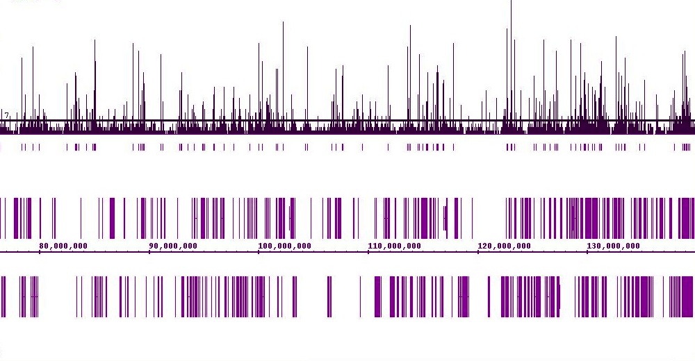 MITF antibody (mAb) tested by ChIP.