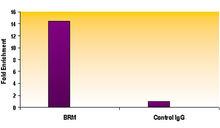 SMARCA2 / BRM antibody (mAb), sample SMARCA2 / BRM antibody (mAb), sample