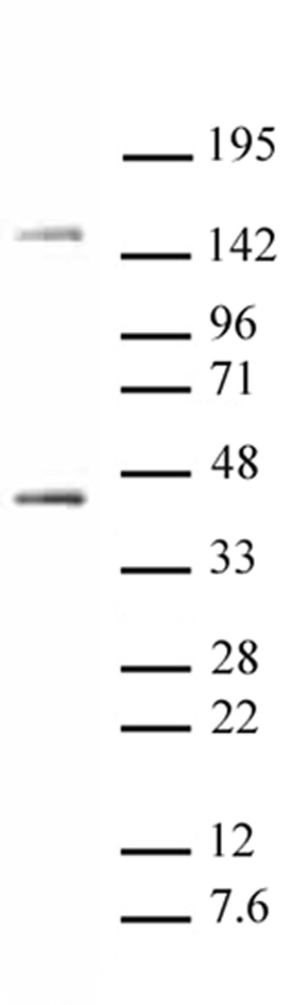Oct-4 antibody (pAb) tested by Western blot.