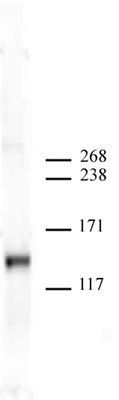 JMJD2A antibody (mAb) tested by Western blot.