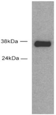 Sox2 antibody (pAb) tested by Western blot.