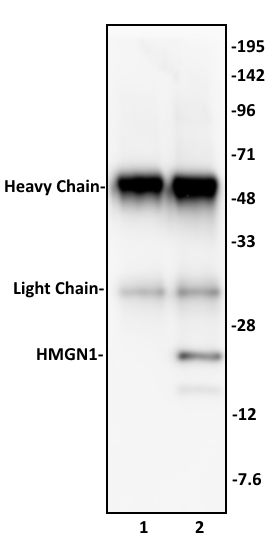 HMGN1 antibody (pAb) tested by immunoprecipitation.