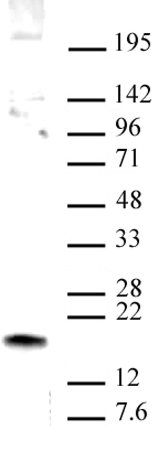 HMGN1 antibody (pAb) tested by Western blot.