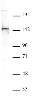 PGC1-β antibody (pAb) tested by Western blot.