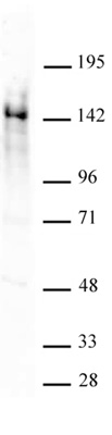 Ubn1 antibody (pAb) tested by Western blot.