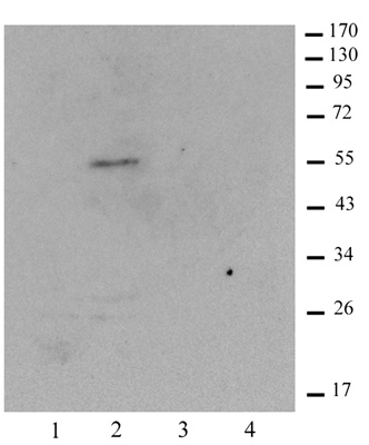 Histone macroH2A1.1 antibody (pAb) tested by Western blot.
