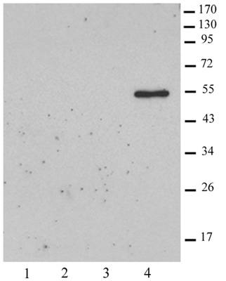 Histone macroH2A2 antibody (pAb) tested by Western blot.
