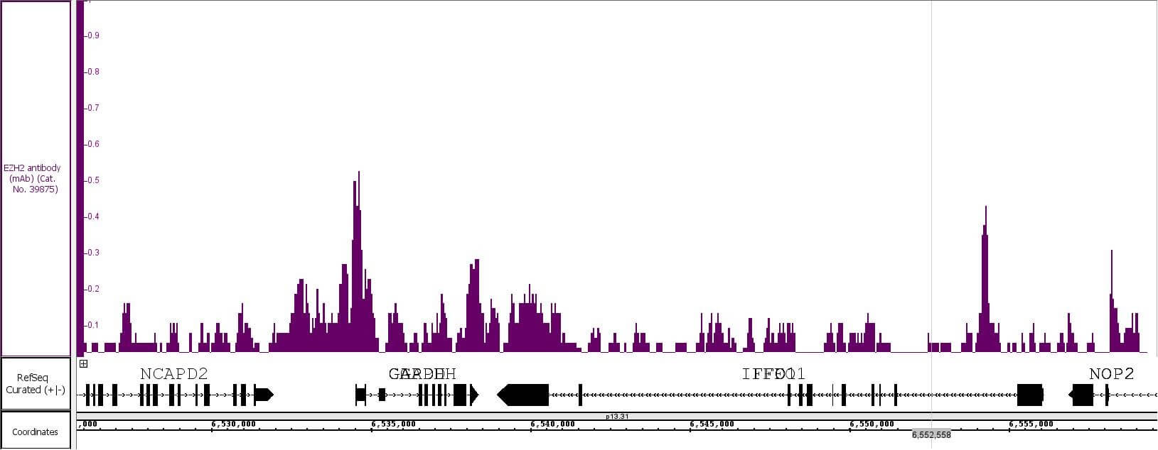 EZH2 antibody (rAb) tested by CUT&RUN