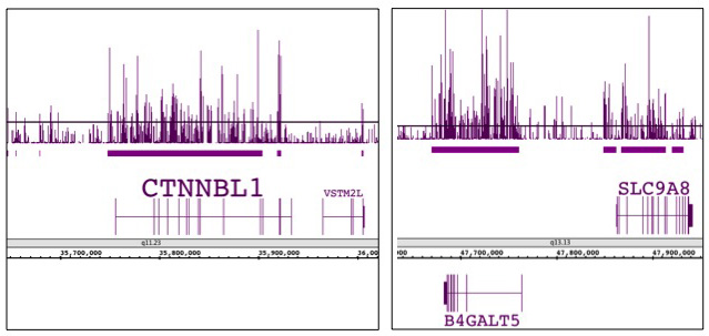 Histone H3K9me1 antibody (pAb) tested by ChIP-chip.