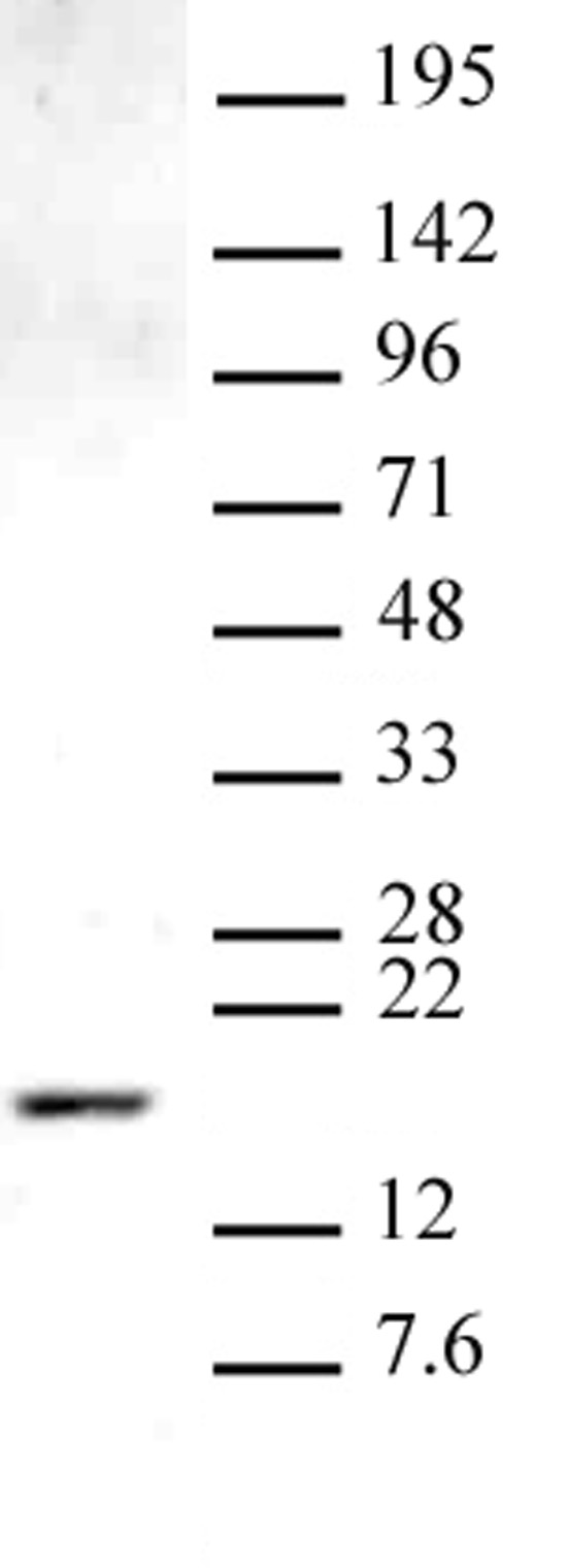 Histone H3K9me1 antibody (pAb) tested by Western blot.