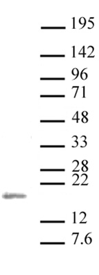 Histone H3K36me2 antibody (pAb) tested by Western blot.