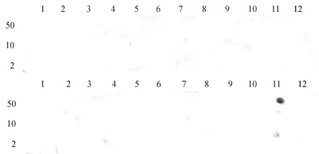 Histone H3K36me2 antibody (pAb) tested by dot blot analysis.