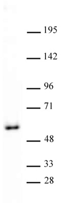 GATA-4 antibody (pAb) tested by Western blot.