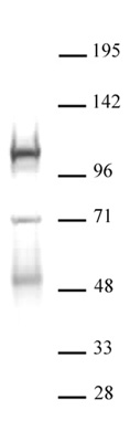 DNMT3B antibody (pAb) tested by Western blot.