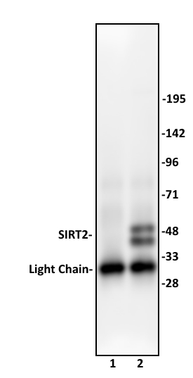 SIRT2 antibody (pAb) tested by immunoprecipitation.