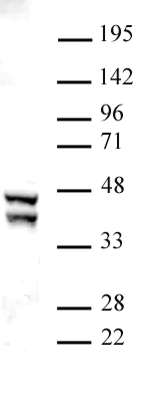 SIRT2 antibody (pAb) tested by Western blot.