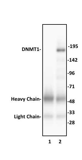 DNMT1 antibody (pAb) tested by immunoprecipitation.