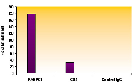Histone H3K4me2 antibody (pAb) tested by ChIP.