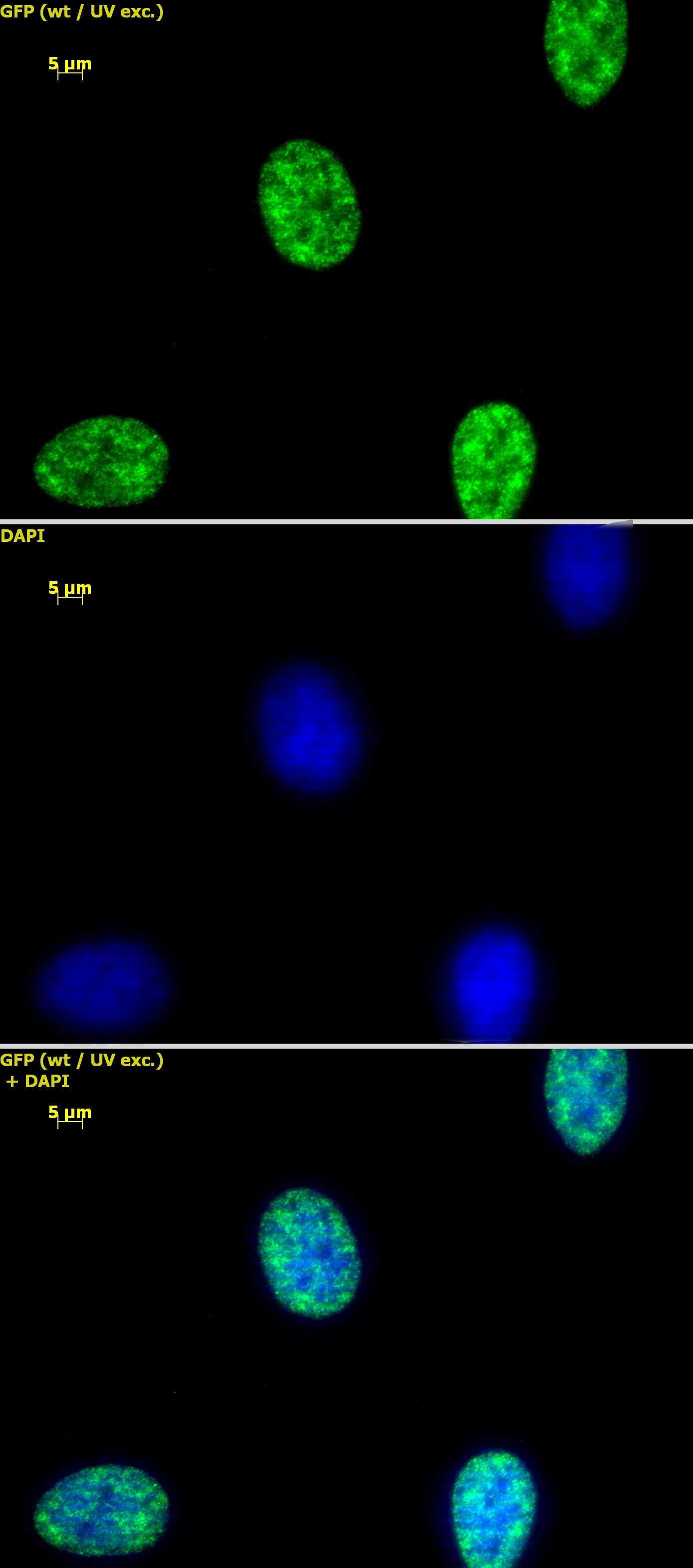 Histone H3K4me2 antibody (pAb) tested by immunofluorescence.