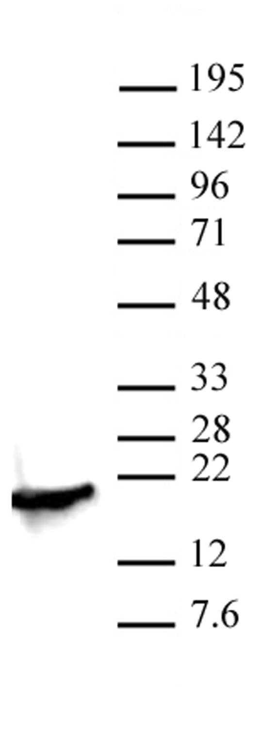 Histone H3K4me2 antibody (pAb) tested by Western blot.