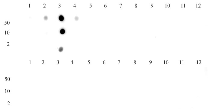 Histone H3K4me2 antibody (pAb) tested by dot blot analysis.