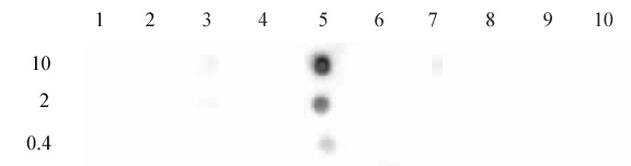 Histone H3K9ac antibody (pAb) tested by dot blot analysis.