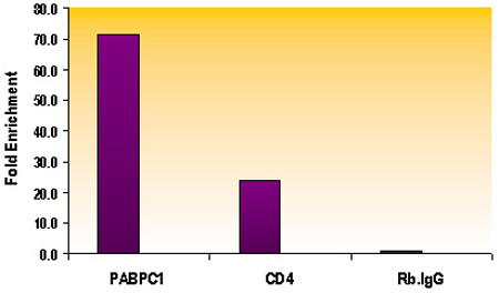 Histone H3K79me1 antibody (pAb) tested by ChIP.