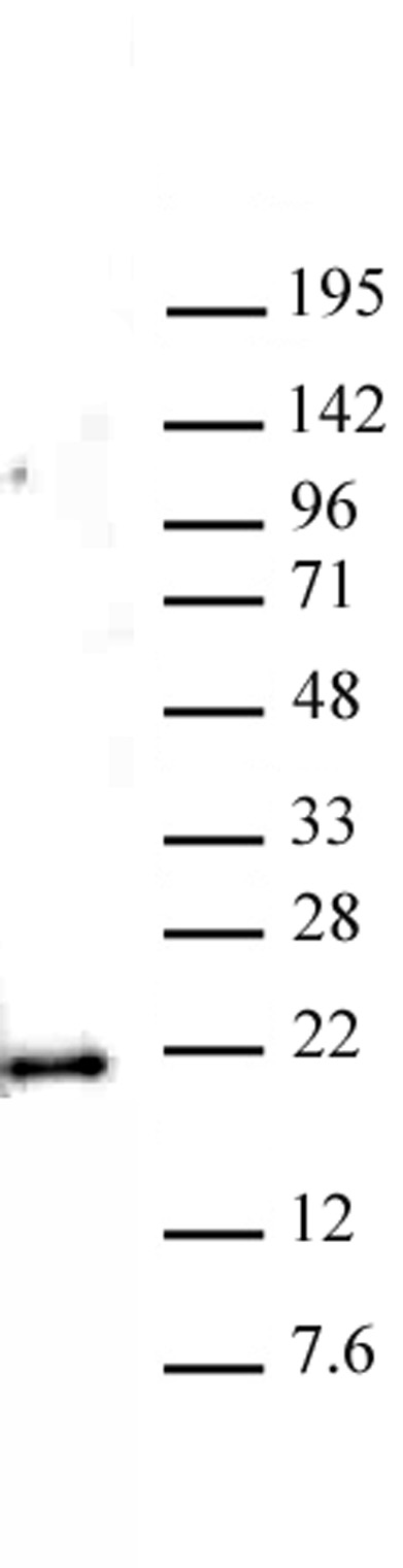 Histone H3K79me1 antibody (pAb) tested by Western blot.