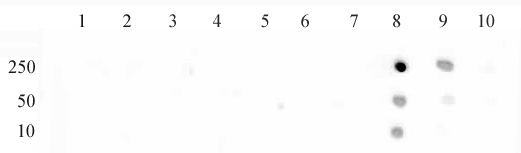 Histone H3K79me1 antibody (pAb) tested by dot blot analysis.