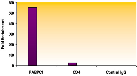 Histone H3K79me2 antibody (pAb) tested by ChIP.