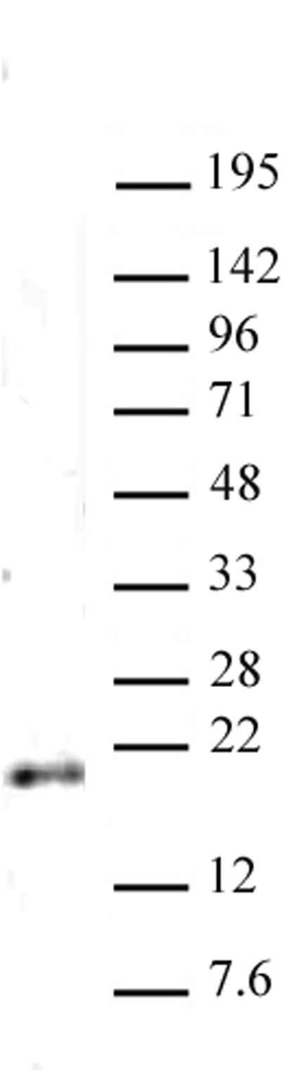 Histone H3K79me2 antibody (pAb) tested by Western blot.