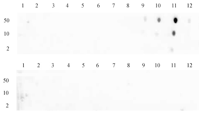 Histone H3K79me2 antibody (pAb) tested by dot blot analysis.
