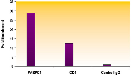 Histone H4K16ac antibody (pAb) tested by ChIP.